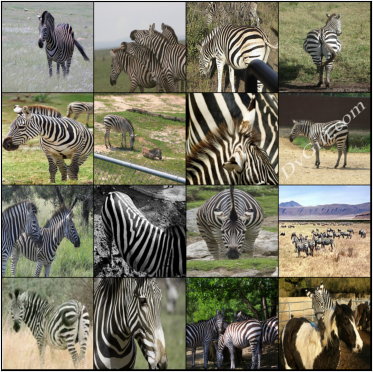 sample batch of zebra image data